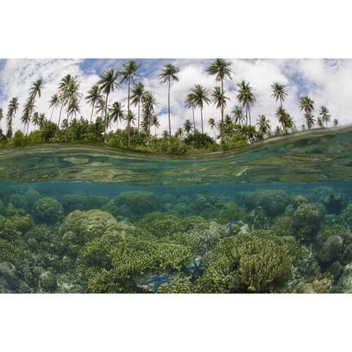 Solomon Islands Reef and island palm trees
